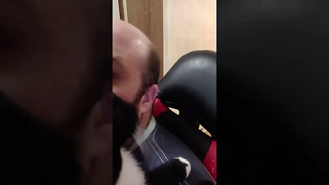 Kitty problems #shortsvideo #shortsfeed #youtubeshorts #cat #catvideos