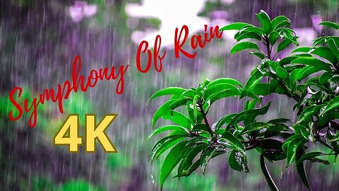 nature's symphony rain in the forest and sound of bird chirping