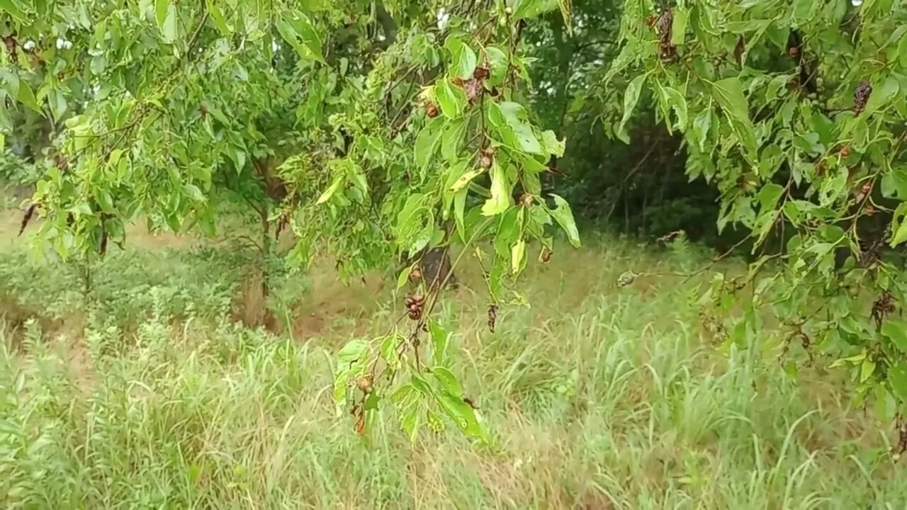 THE RELEASE OF A BABY ROUGH GREENSNAKE (07/05/23)