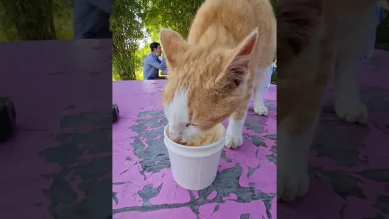 Cute Cat Shares Our Water Buffalo Milk Ice-cream In Luang Prabang Laos #shorts #cat #laos #icecream