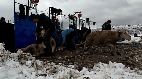 Tagging Crutching Run In Colorado October 2022