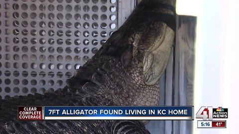 7-foot gator, pythons removed from KCMO home