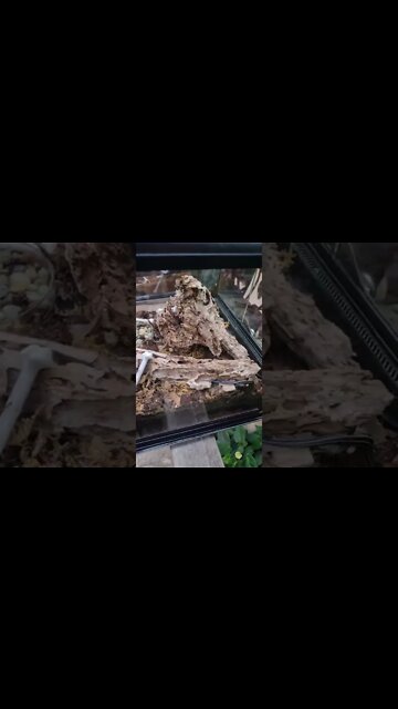 five lined skinks at Hershey Gardens