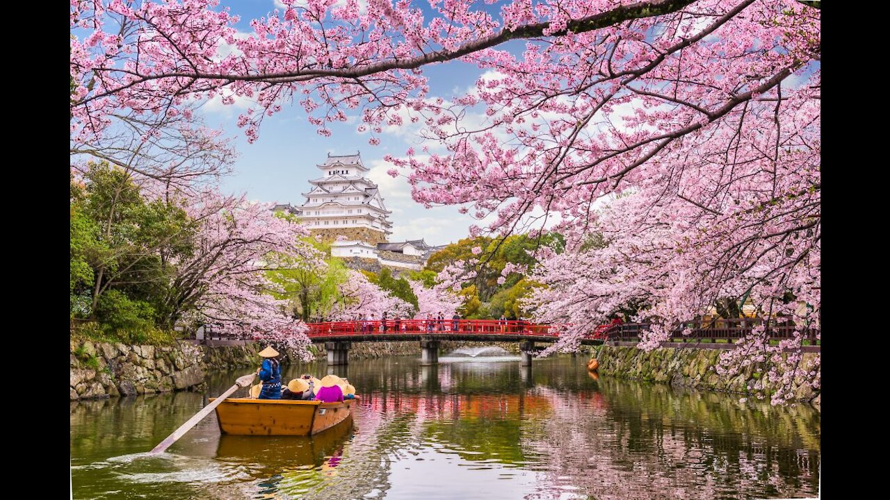 Cherry Blossom in Tokyo 2021 and latest updates on Japan 桜 さくら