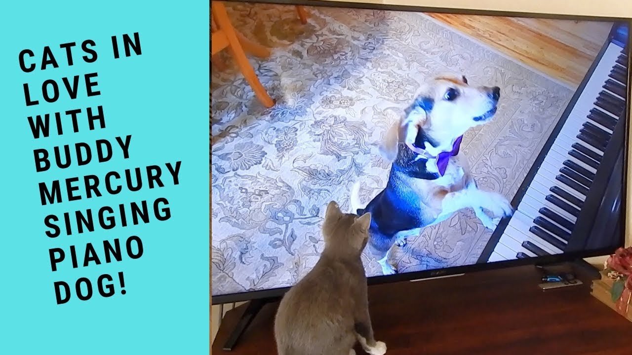 Cats In Love With Buddy Mercury The Singing Piano Dog | Buddy Is Their Rock Idol