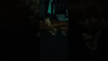 #dogshow , #animals , #dogs , #shorts