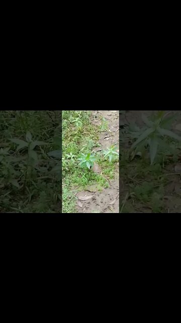 Turtle | Vlog with Jojo | Small turtle bites my hand