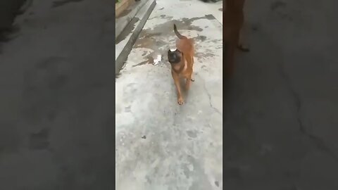 Dog balances a glass of water while walking.