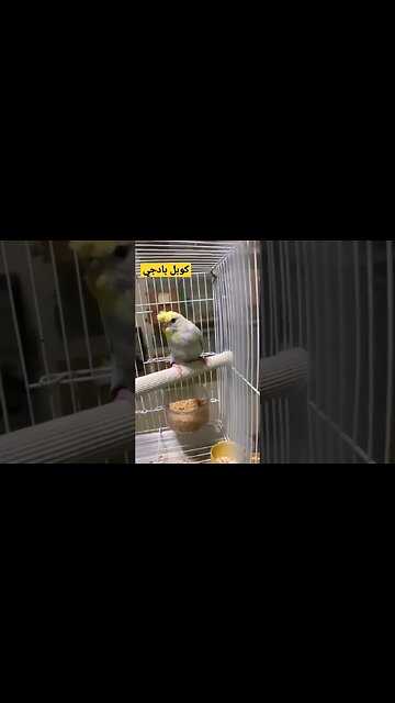 كوبل بادجي هوكو كيوت روعة مرحبا