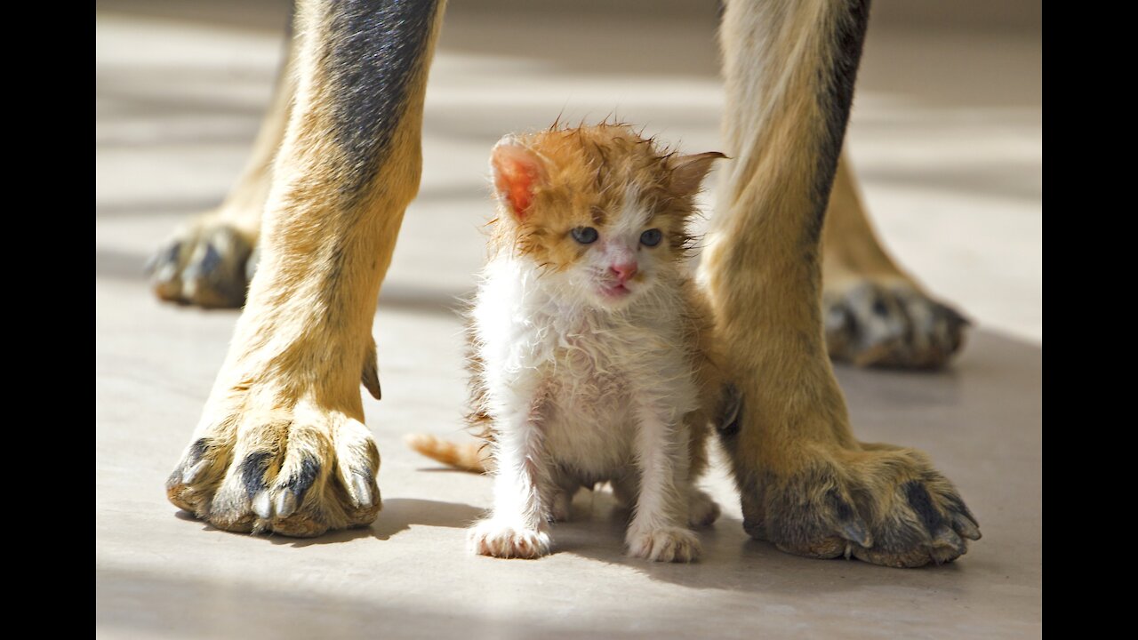 Hilarious pets and funny animals. Nice bunch.
