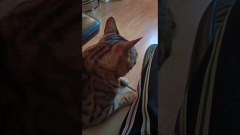 Annoying my cat with silly noises 😹🐆💨