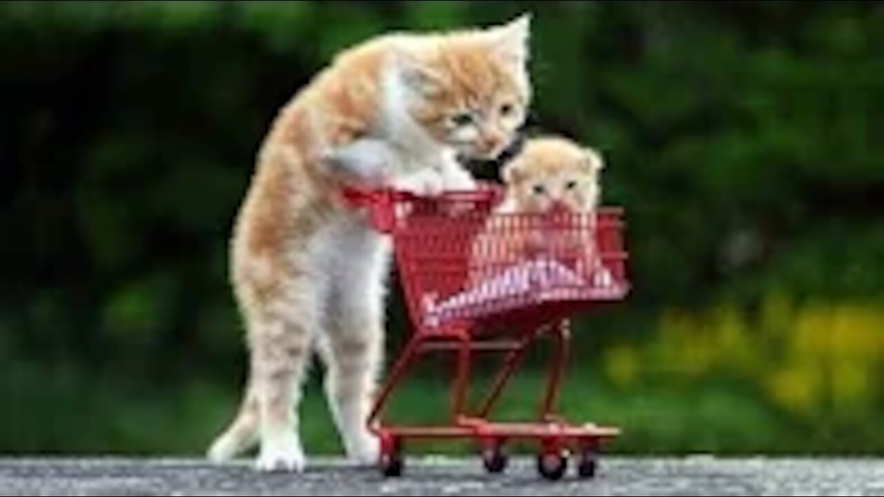 3 Baby cat playing in outdoor.