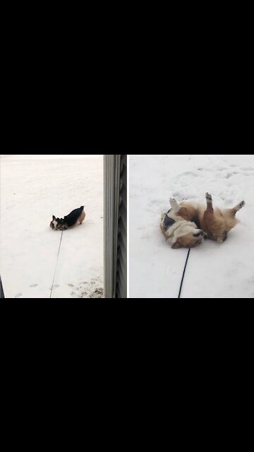 Cute little corgi is so excited to play in the snow