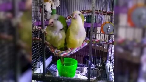 Funny Parrots singing and Dancing