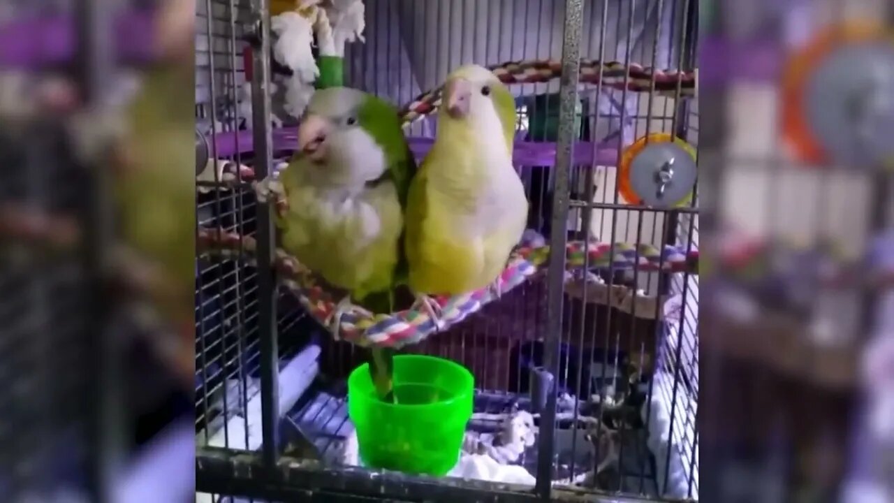 Funny Parrots singing and Dancing