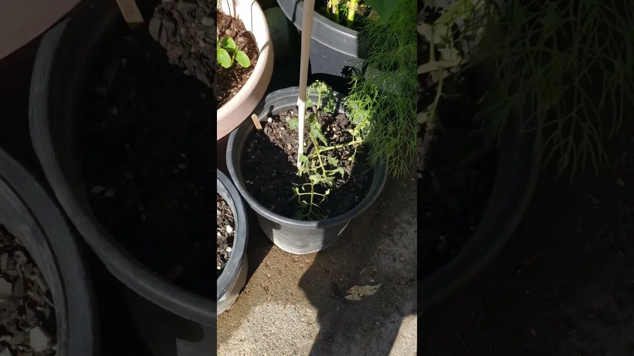 Update on Transplanted Tomato Suckers into Tomatoes.