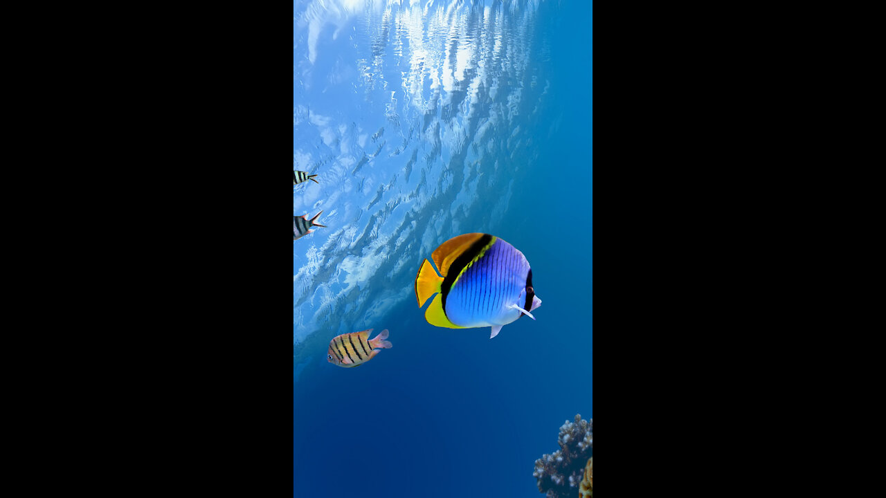 Beautiful Coral Reef Fish🐠🐬, Relaxing Ocean Fish🐬🐳🐠, & Stunning Aquarium Relax Music