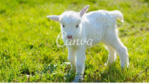 Goat Babies in Pajamas!