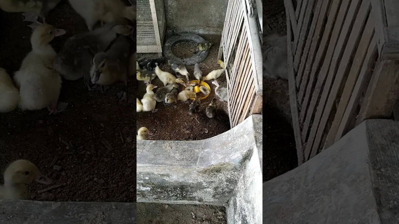 PAKAN PENGGEMUK ENTOK #shortvideo #ternakentok #entokrambon #entokjumboblitar #entokhias