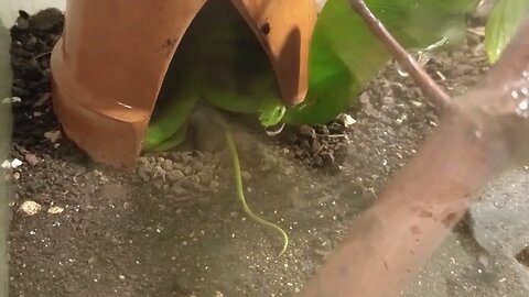 BELLE HUNTING AND EATING A GRASSHOPPER (06/23/23) 🎶
