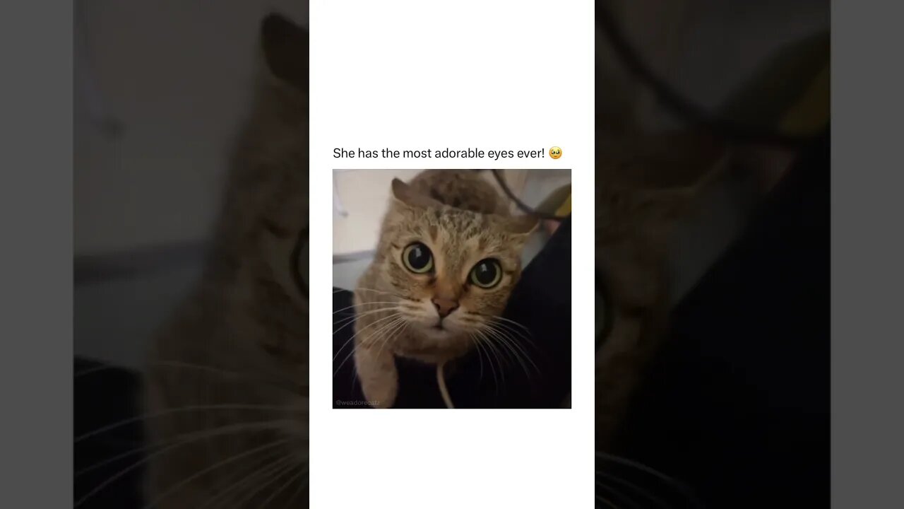 🥺 #shorts #cat