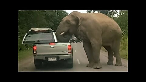 🔴Damn Nature You Scary | Funny Scary Animal Encounters