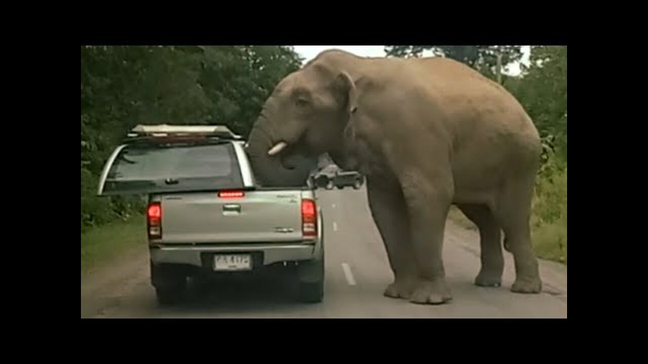 🔴Damn Nature You Scary | Funny Scary Animal Encounters