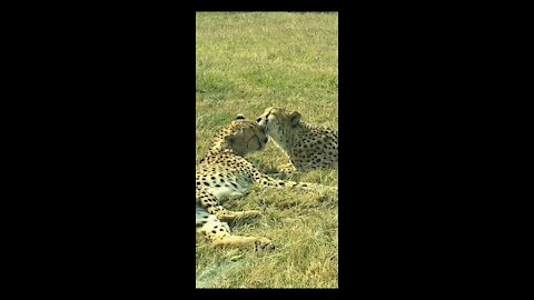 See what tigers are doing ??