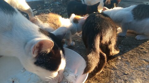 Kitten Enjoys Rice with Steamed Fish, Loving Its Favorite Dish