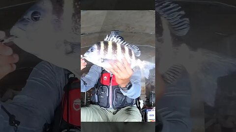 Chumming For Sheepshead #shorts #shortvideo #sheepshead