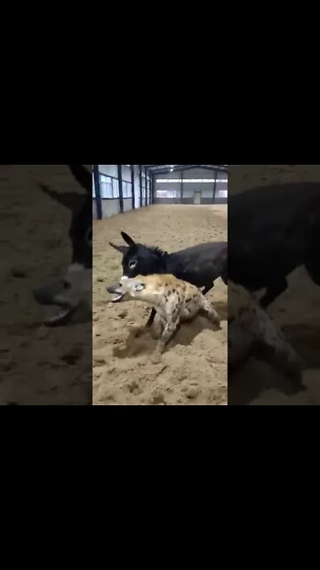 Donkey Attacks Hyena unbelievable 😇#Shorts #ytshorts #UbertainmentFun #Dogs #Animals #Fun