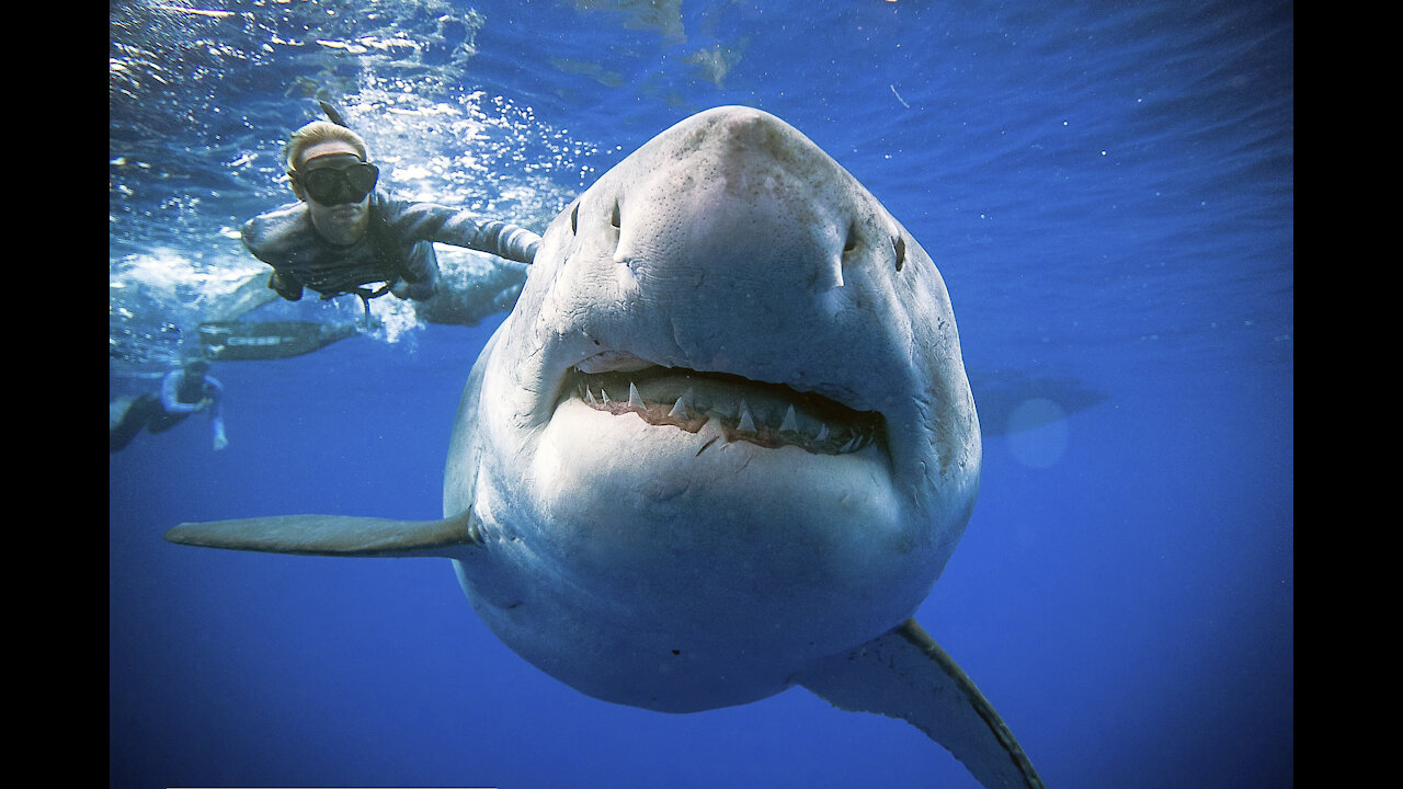 Great White Shark Warns Irresponsible Scuba Diver