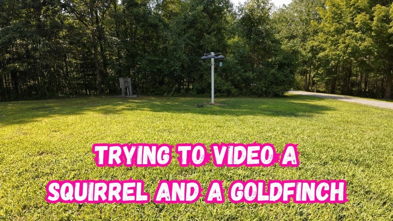 Trying to video a squirrel and a goldfinch