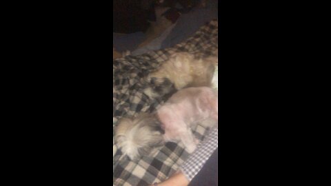 Good Night from Shih Tzu Cute Puppies