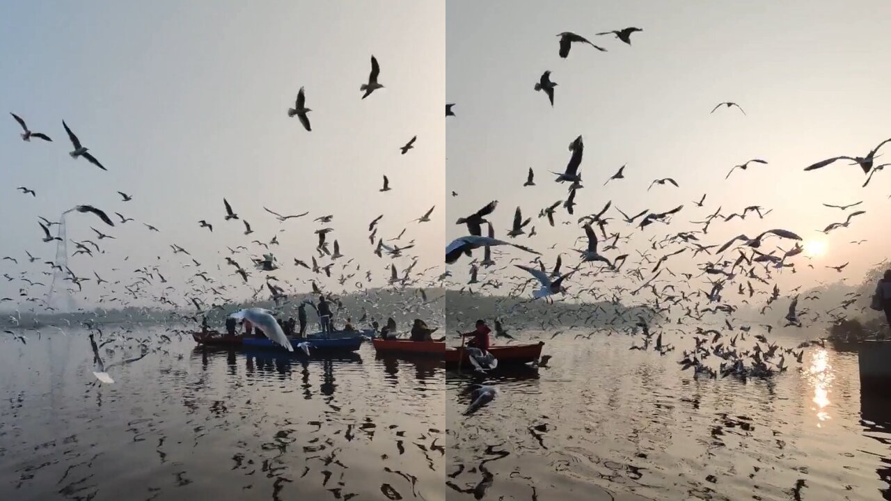 Massive Bird Swarms Cover Entire Lake When Bird Feeder Is Filled