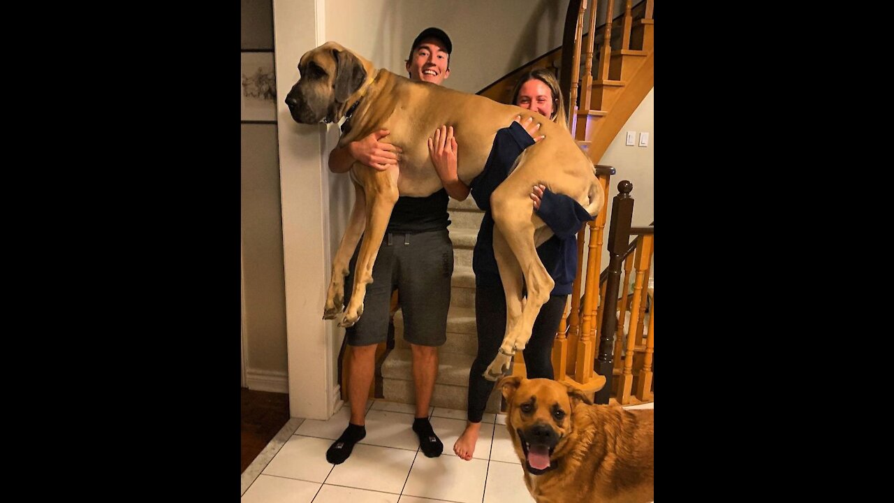 20 Overgrown Pets Who Have No Idea How Big They Are