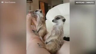 Suricate luta contra o sono… mas é derrotado!
