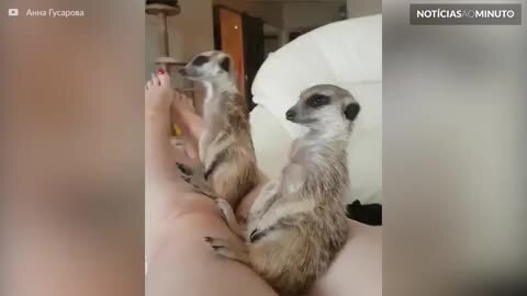 Suricate luta contra o sono… mas é derrotado!