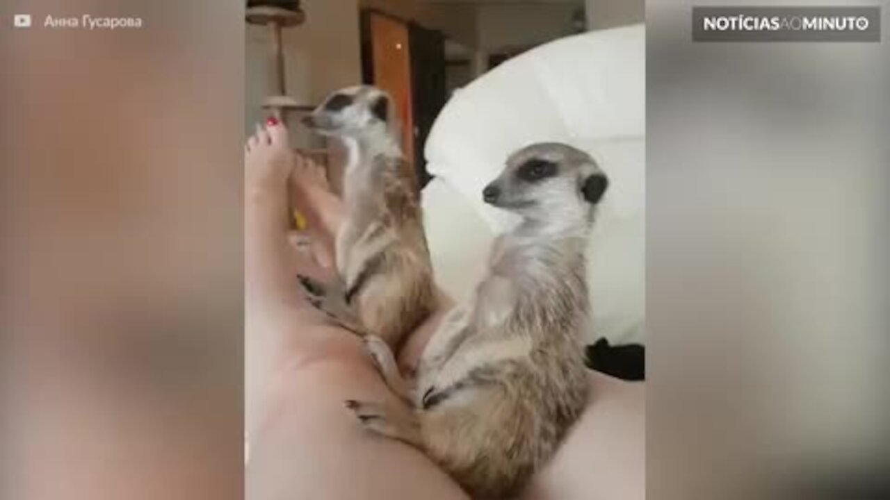 Suricate luta contra o sono… mas é derrotado!