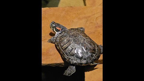 Tranquil Koi Pond with Turtle Care Tips: A PSA for Red-Eared Sliders