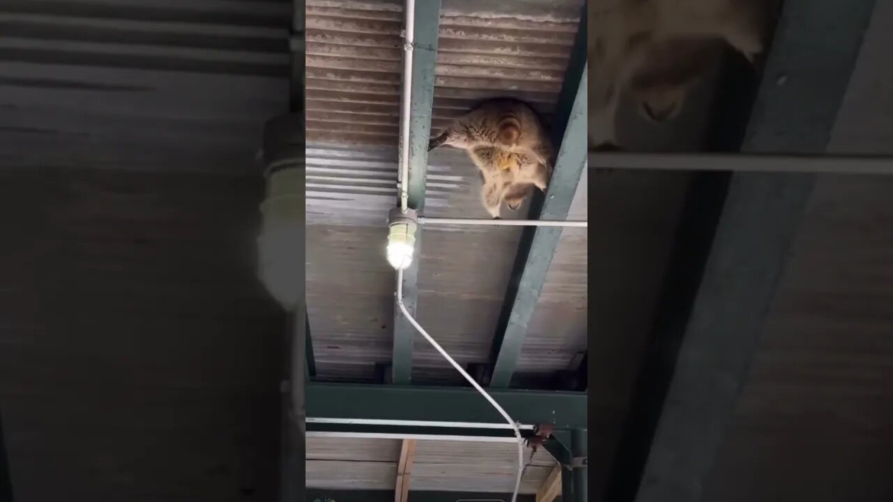 Me: trying to balance my budget during inflation