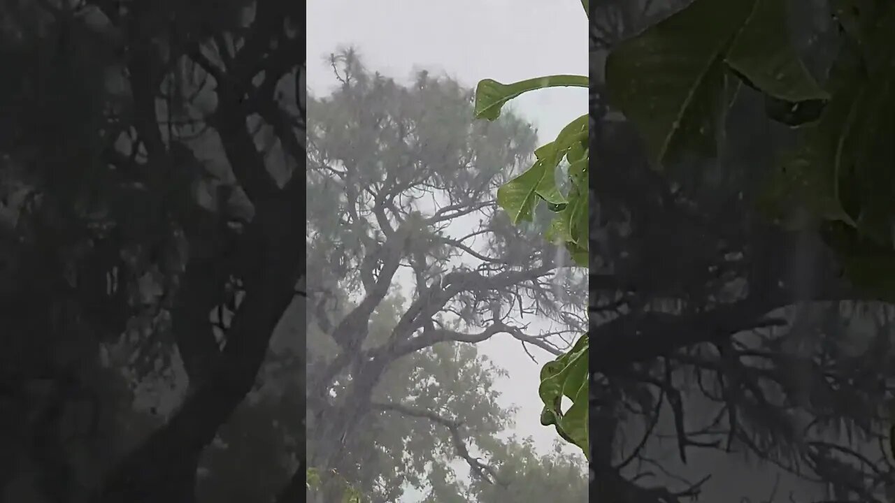 Heavy Storm and Strong Rain #rainsoundsforsleeping #thunderstorm #stressrelief