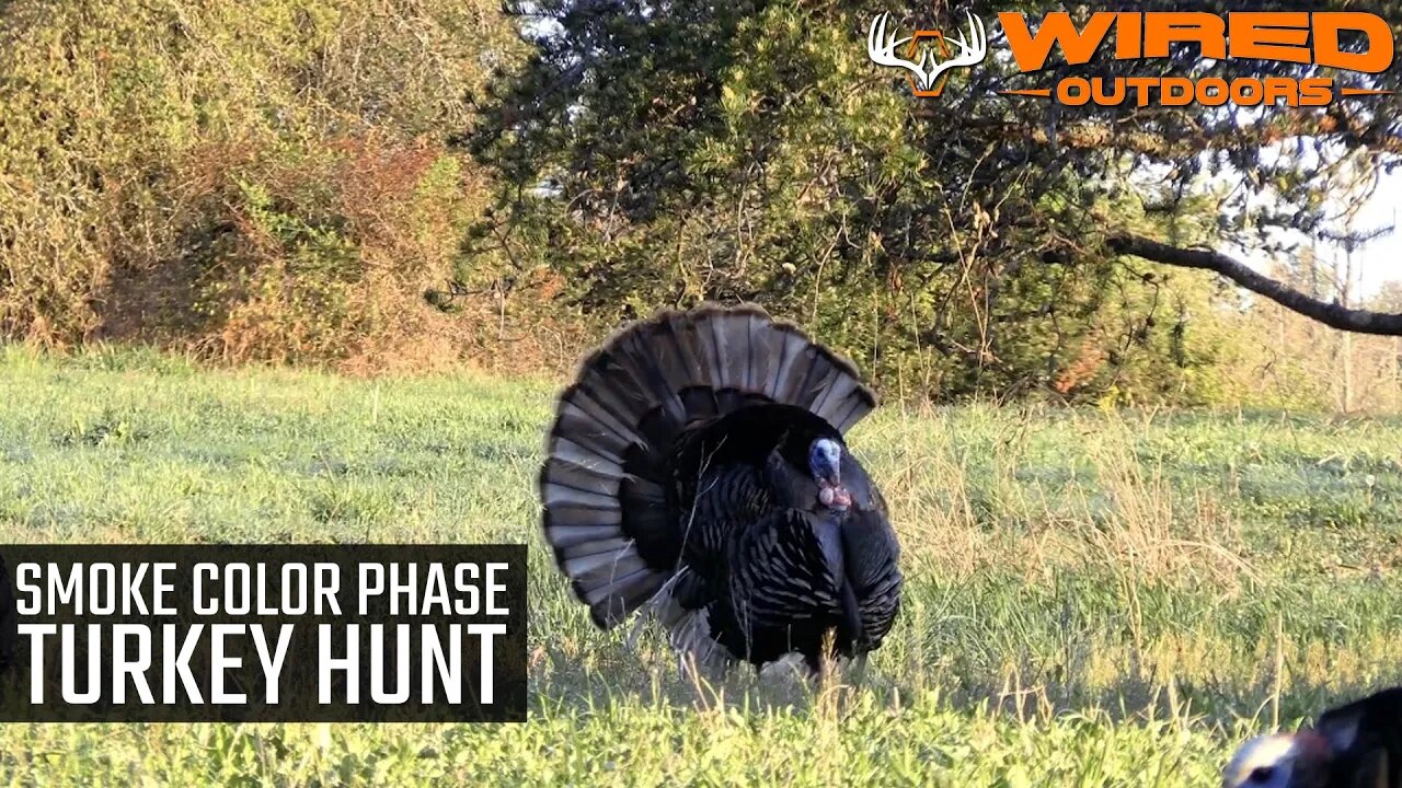 Smoke Color Phase Turkey Hunt