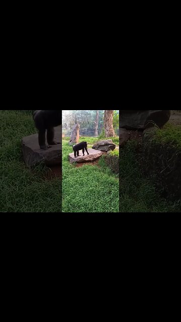 It's chimpanzee time.