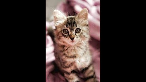 Watch and TRY NOT TO LAUGH 🤣 Funny Cat Videos