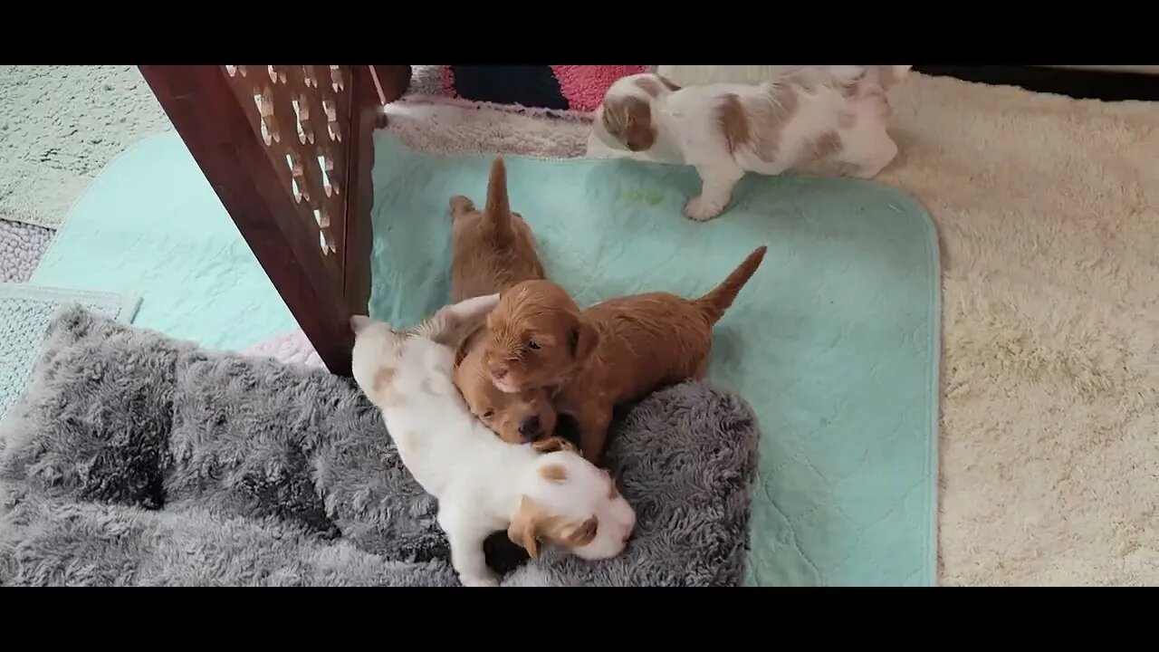 W Litter - Maturing Nicely(3)