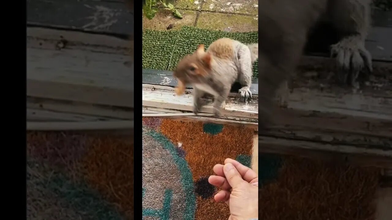 家にしっぽの短いリスが来てピーナッツをもらった🥜Squirrel come to visit at home to get peanuts #Shorts