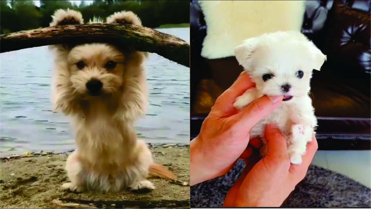 Cutie dog compilation