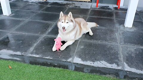 Husky puchi who loves pig toys.That's so cute.