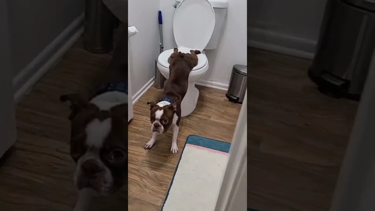 Boston Terrier has to much to drink and has to use the toilet